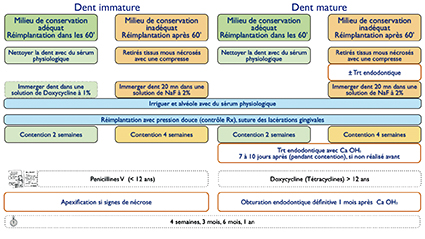 3 - Prise en charge thérapeutique des dents permanentes immatures et matures expulsées en fonction du milieu de conservation de celles-ci et du délai de prise en charge. Les milieux de conservation adéquats sont par ordre décroissant de qualité la SOS Dentobox, le lait écrémé, le sérum physiologique et la salive.