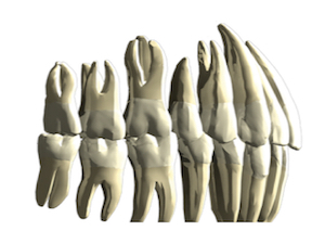 Figure 1 : Calage