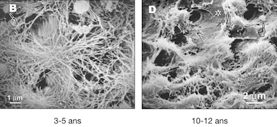 illustration 1 structures dentaires Dr Drossart