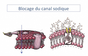 1 : L’anesthésique, sous forme non-ionisée, traverse la membrane cellulaire, se fixe à un récepteur spécifique intracellulaire des canaux sodiques, entraînant un blocage du sodium et stoppant ainsi la propagation des potentiels d’action.